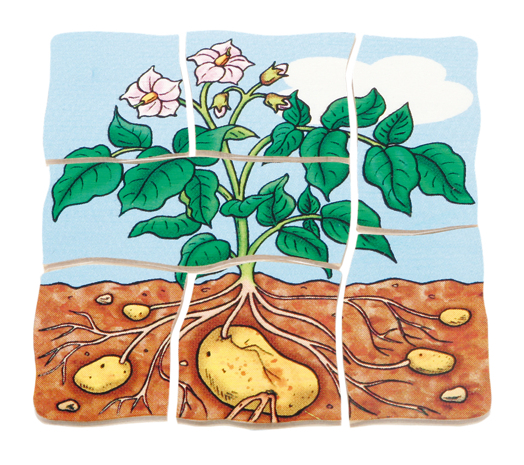 Lagen-Puzzle "Kartoffel"